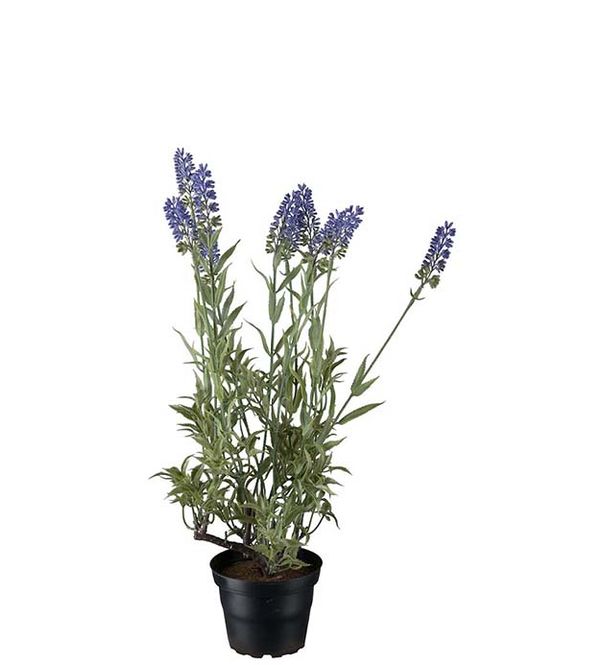 Hovedbilde Lavendel 45 cm (Lilla)